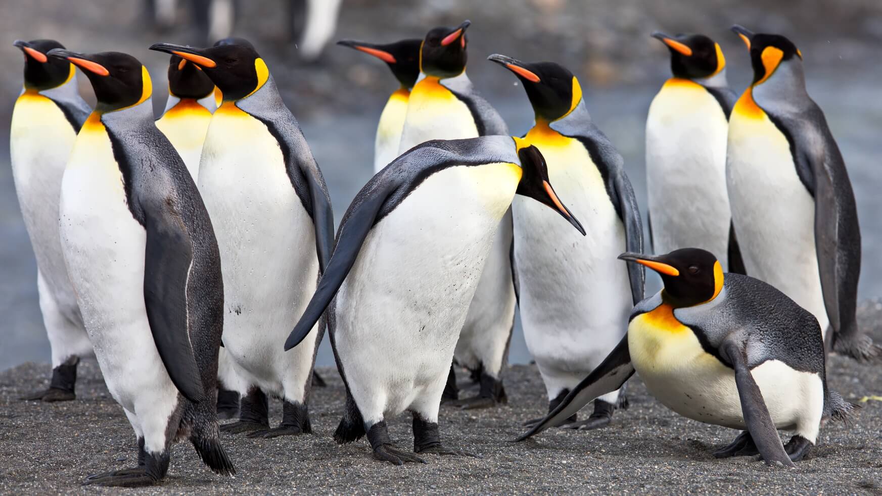 group-of-penguins-in-south-georgia-2025-02-08-19-47-34-utc (1)