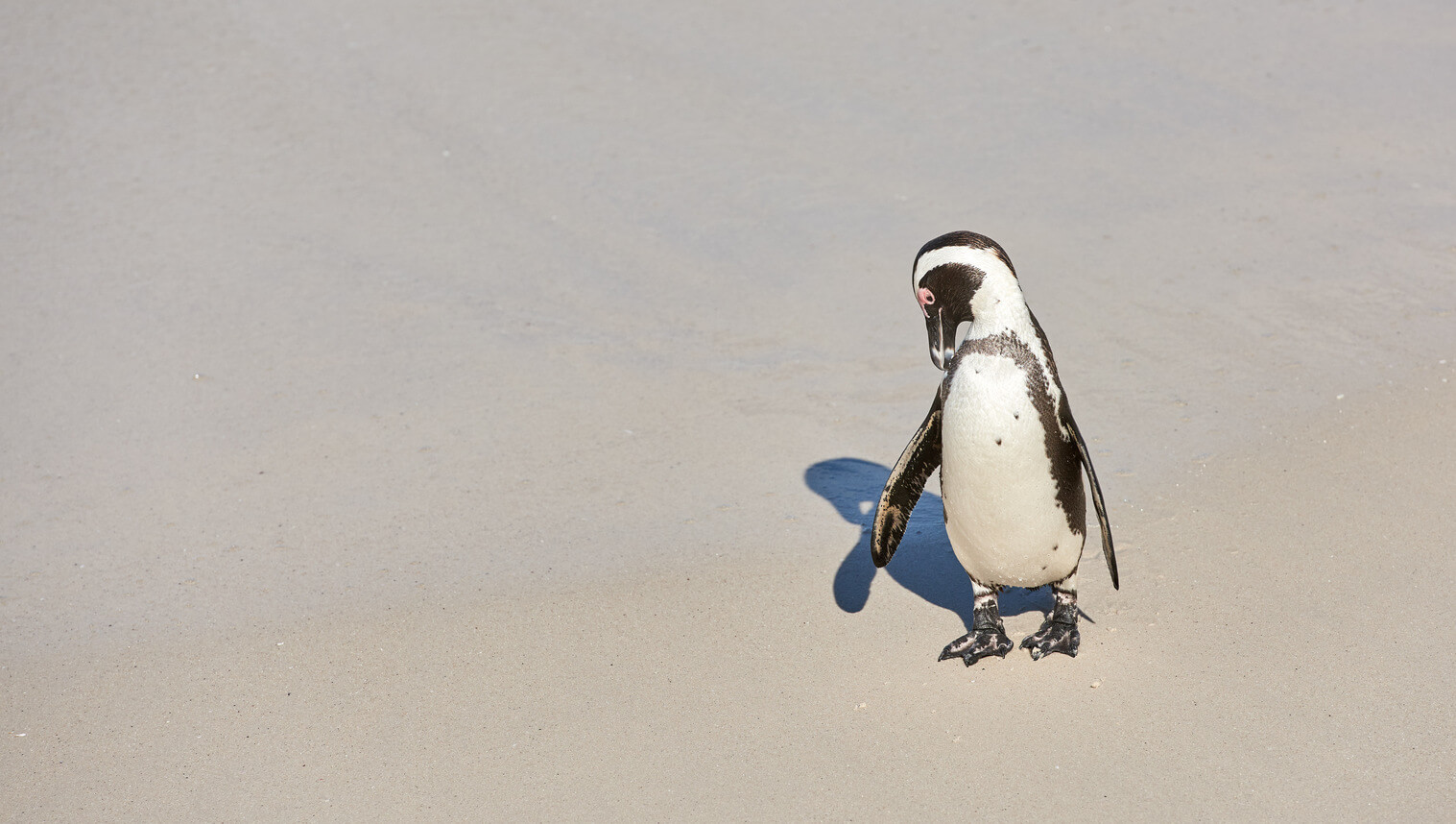 penguin-with-chick-black-footed-penguin-at-boulde-2025-04-06-02-27-06-utc (1)