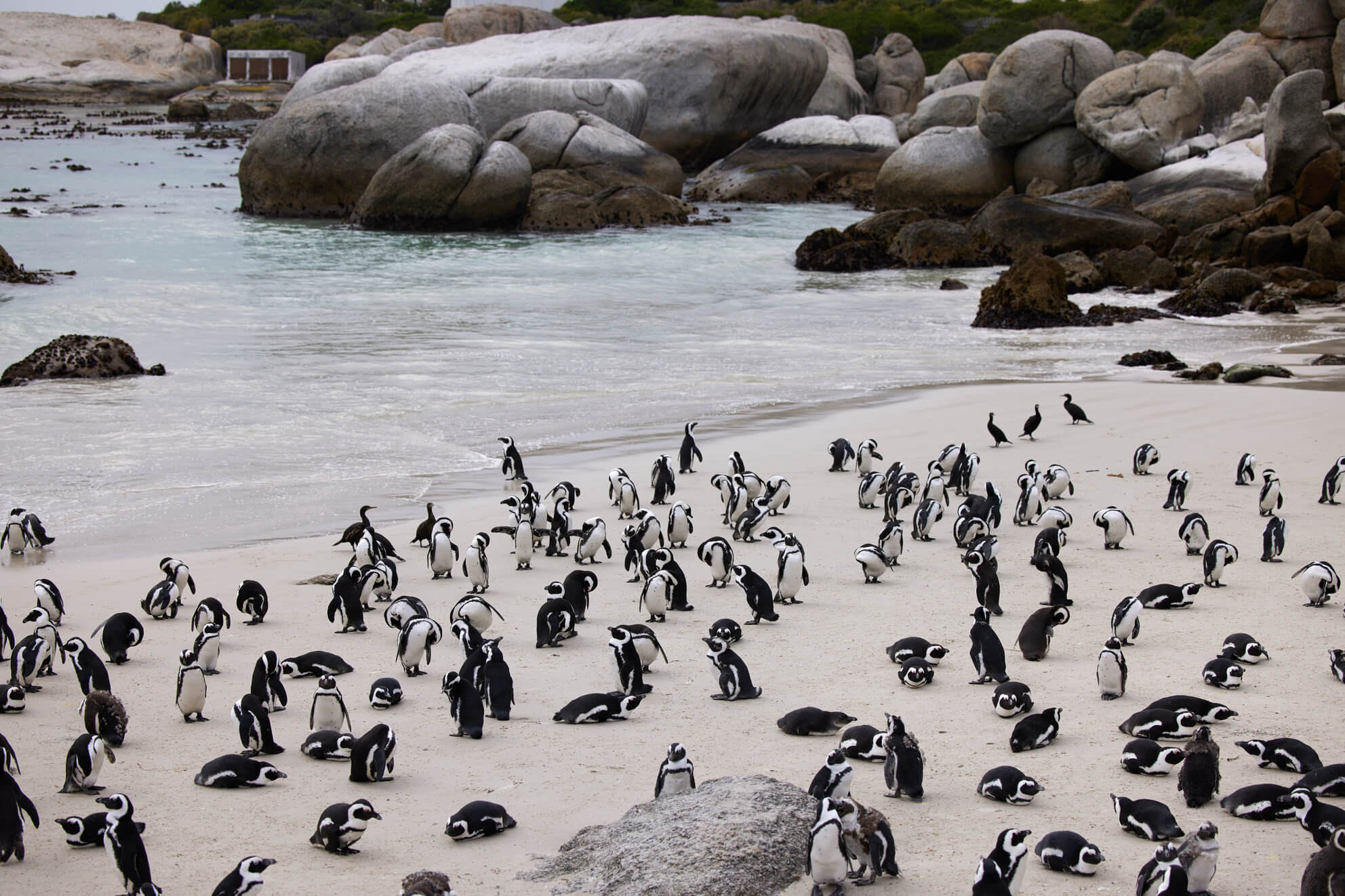 shot-of-penguins-at-boulders-beach-in-cape-town-s-2025-04-06-03-37-00-utc (1)